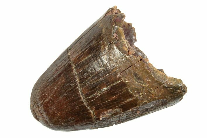 Cretaceous-Aged Fossil Crocodile Teeth - Photo 1